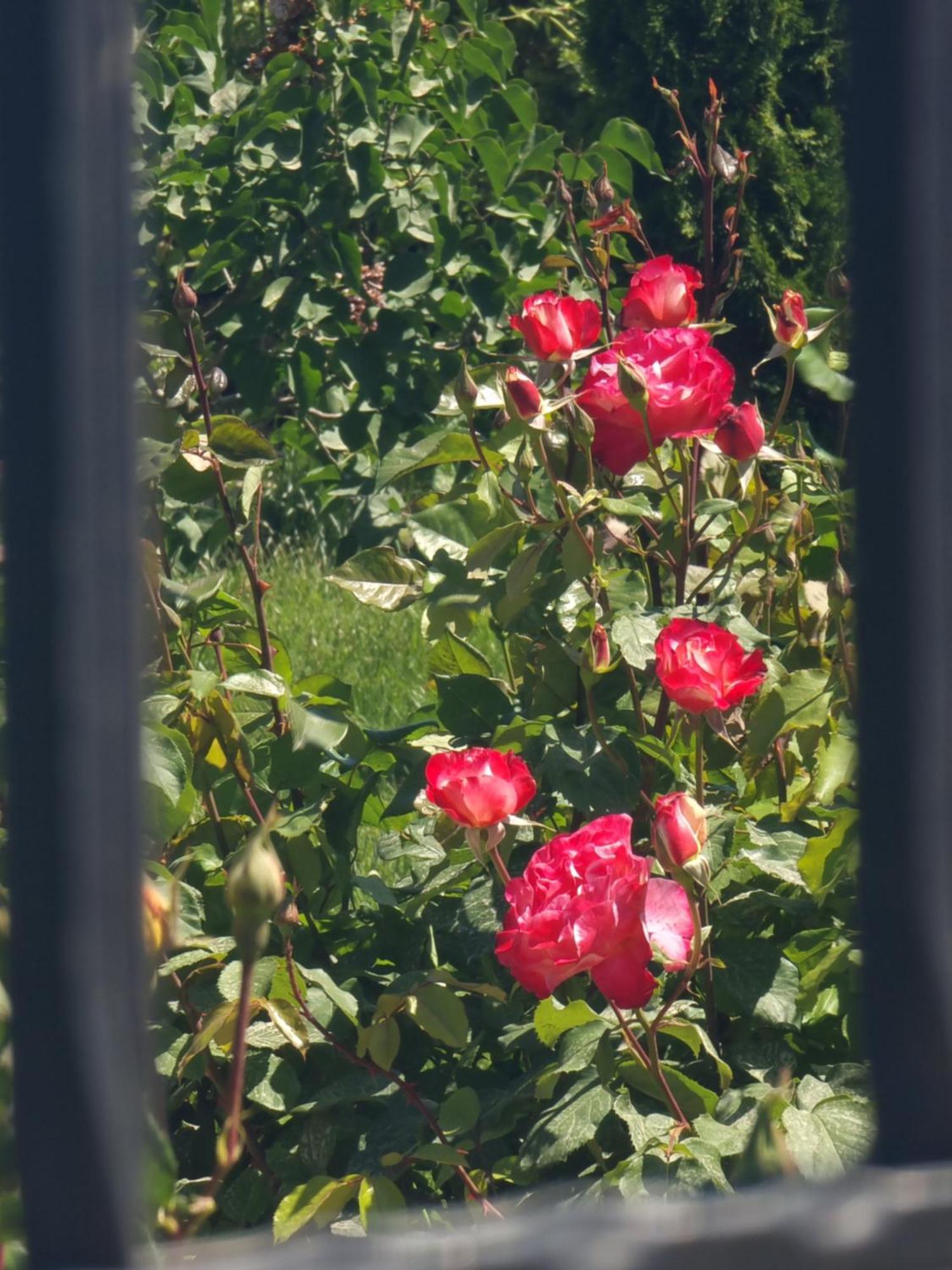 Casa Cu Trandafiri Murighiol Exteriör bild